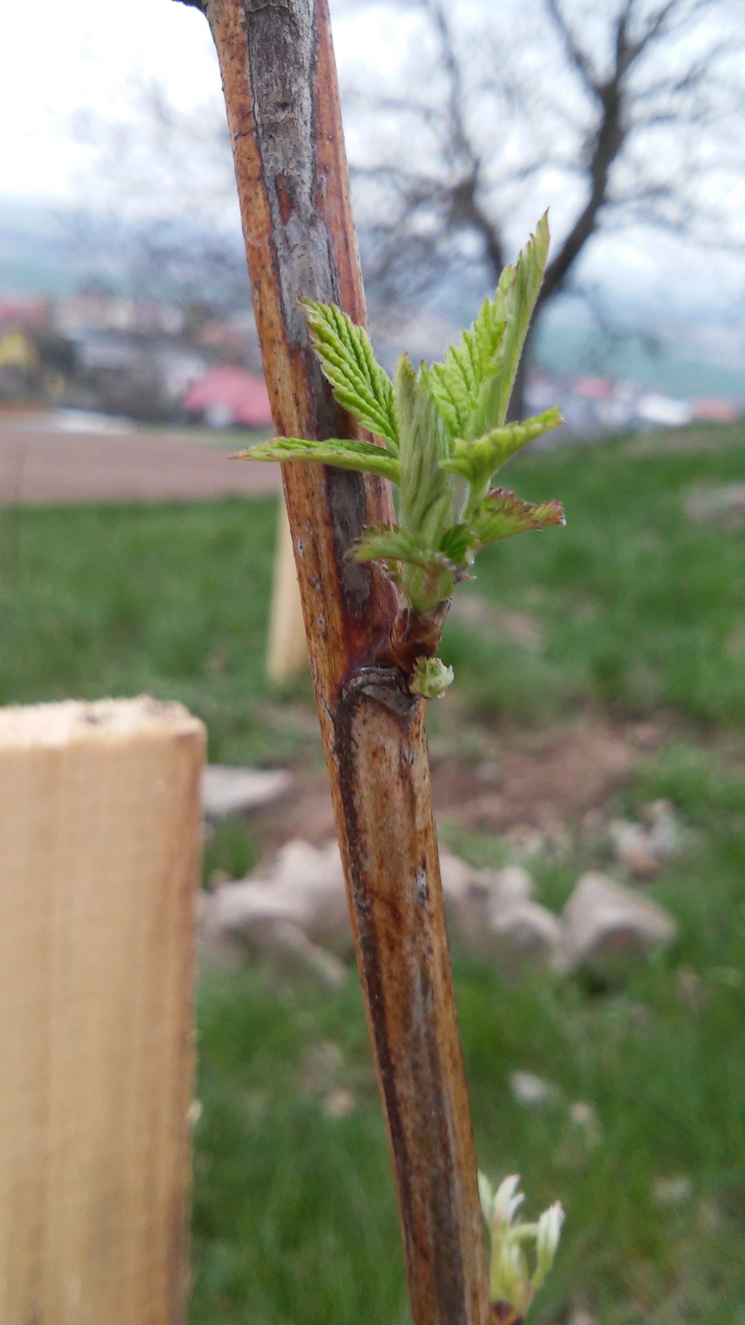 Prostor dostaly staré odrůdy a netradiční ovocné stromky...